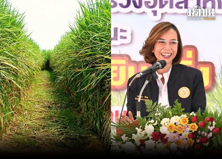 เคาะค่าอ้อยสด 1