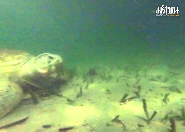 เต่า1