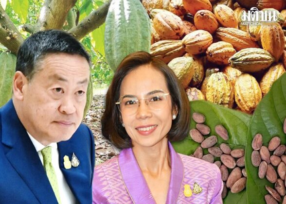ปั้นตะวันออกฐานผลิตโกโก้ไทย สู่พืชเศรษฐกิจหลัก ยกระดับรายได้เกษตรกร