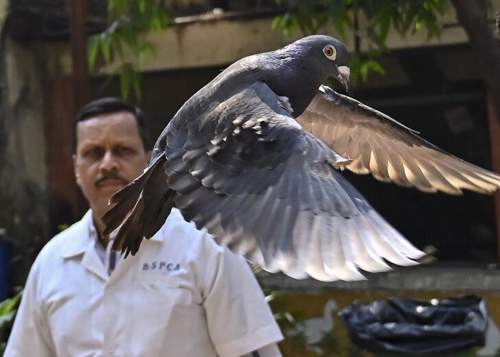 India Suspected Spy Pigeon