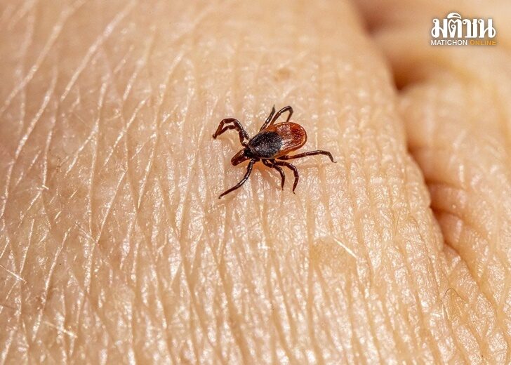 castor-bean-tick