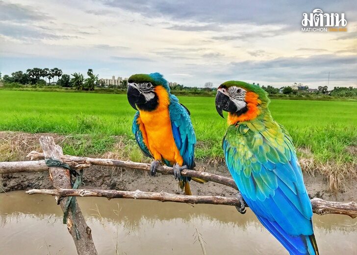 parrot1