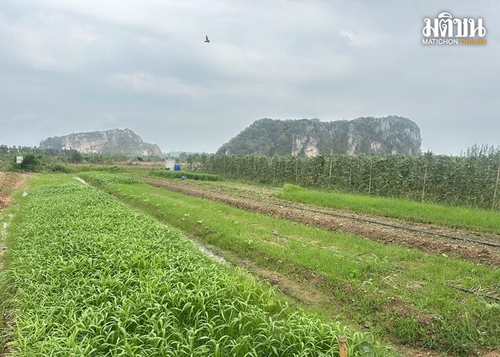 ที่ดิน1