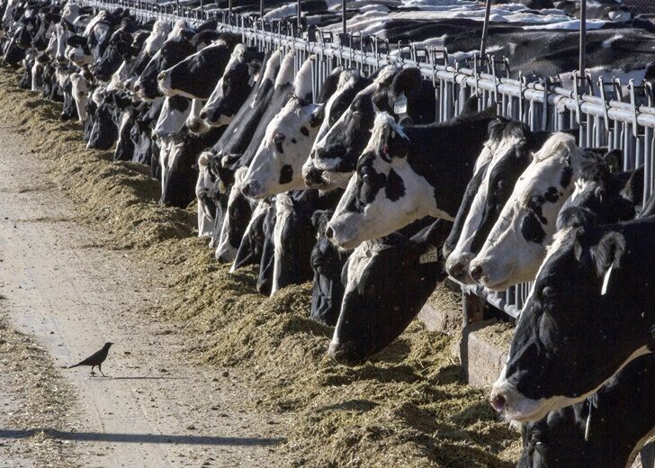 Bird Flu Livestock