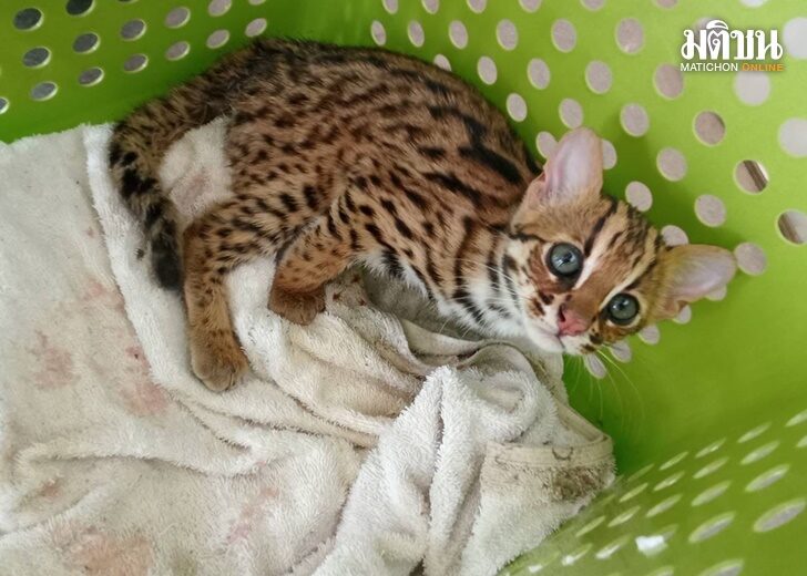 cat1