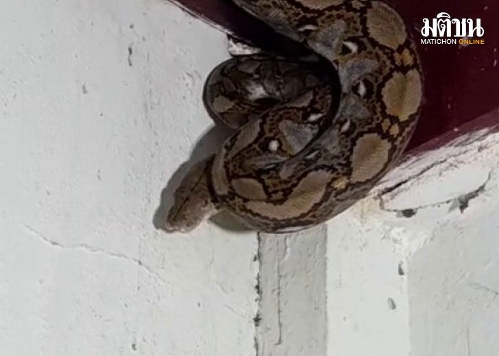bigsnake1