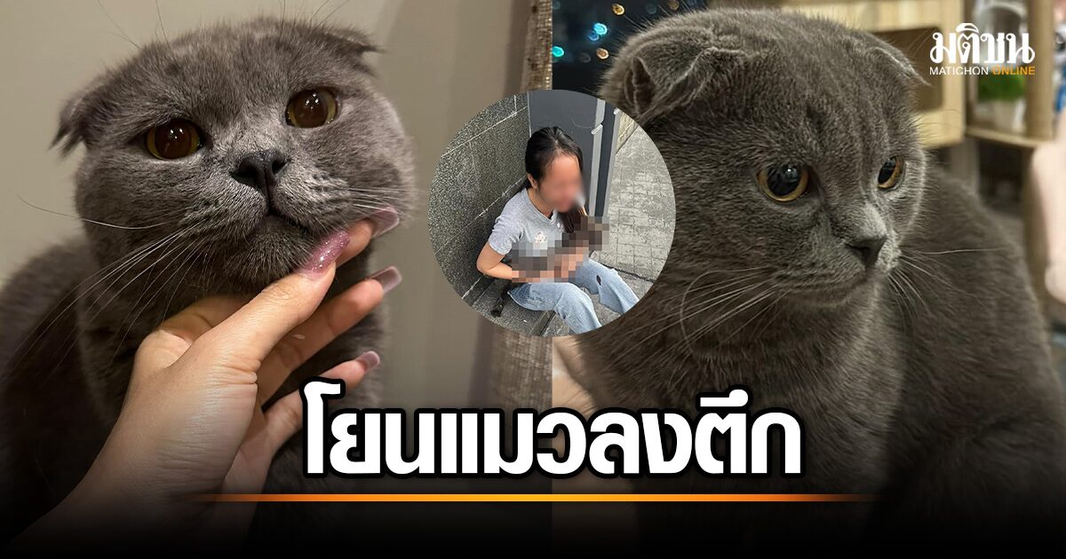 Outrage as Girl Throws Cat from twenty first Ground Requires Justice