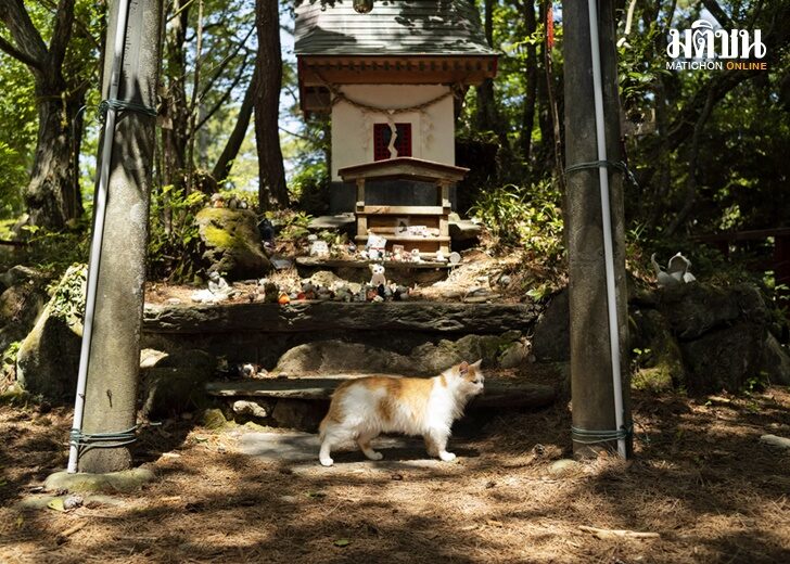 Japan Island of Cats Photo Gallery