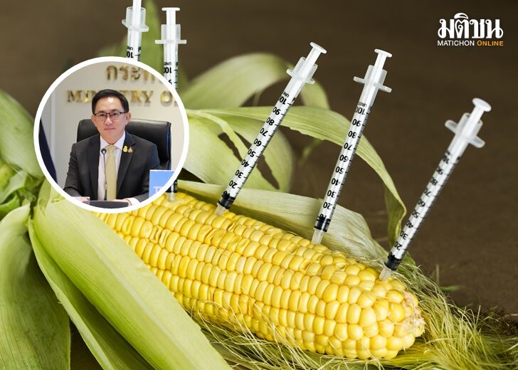 Concept,Of,Gmo,(genetically,Modified,Organism),Corn