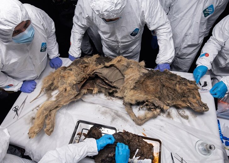 Scientists perform autopsy on prehistoric wolf found in permafrost, in Yakutsk