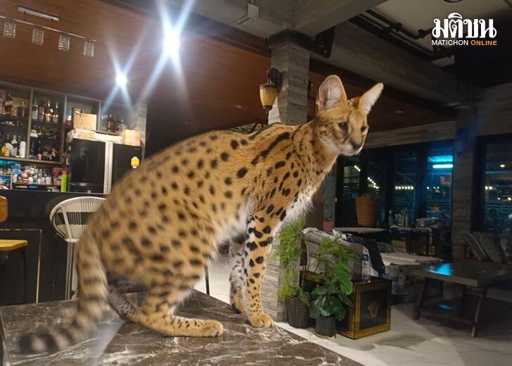 cat1