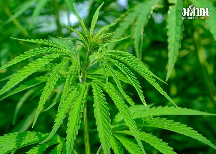hemp-43