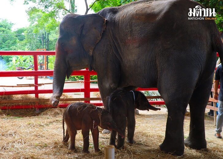 สายสิญจน์รับขวัญลูกช้างแฝด