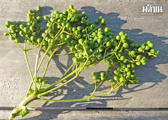 น้ำพริกกำจัดอ่อน สูตรสร้างมูลค่าเพิ่ม