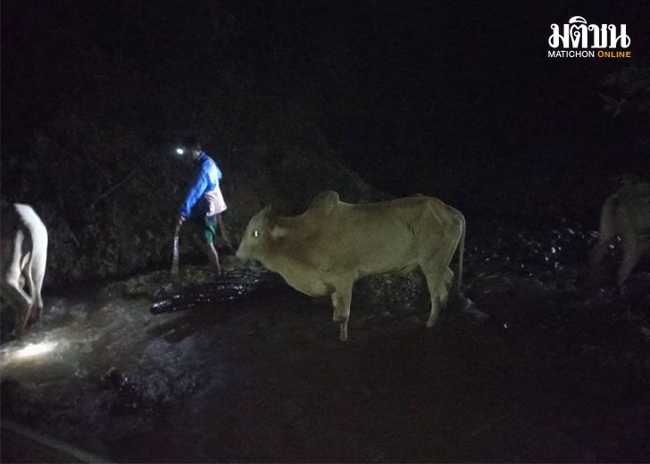 badcow1