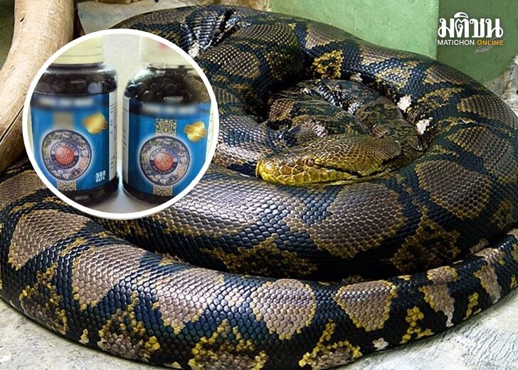 snake2