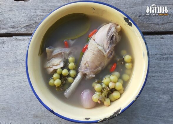 ไก่ต้มหมากเม่า รสเปรี้ยวละมุนของลูกไม้ : โดย กฤช เหลือลมัย