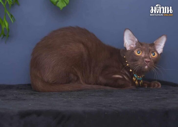 cat1