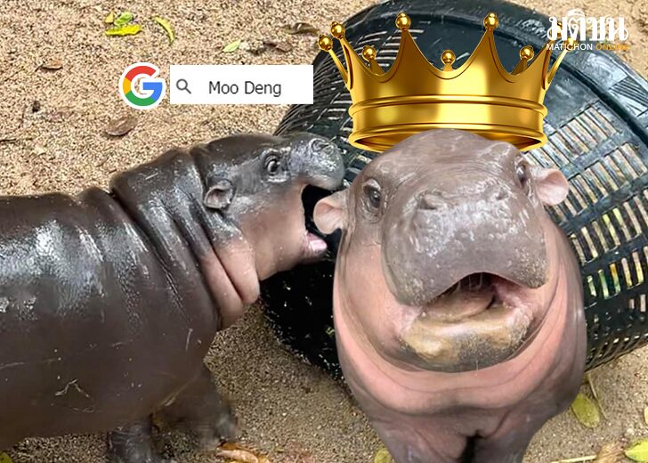 Moo deng