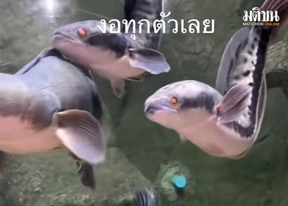 ชะโดตัวงอ