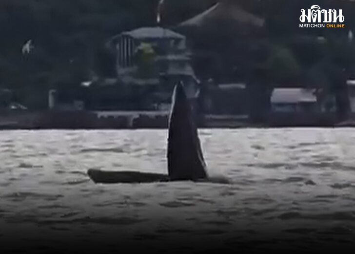 whale