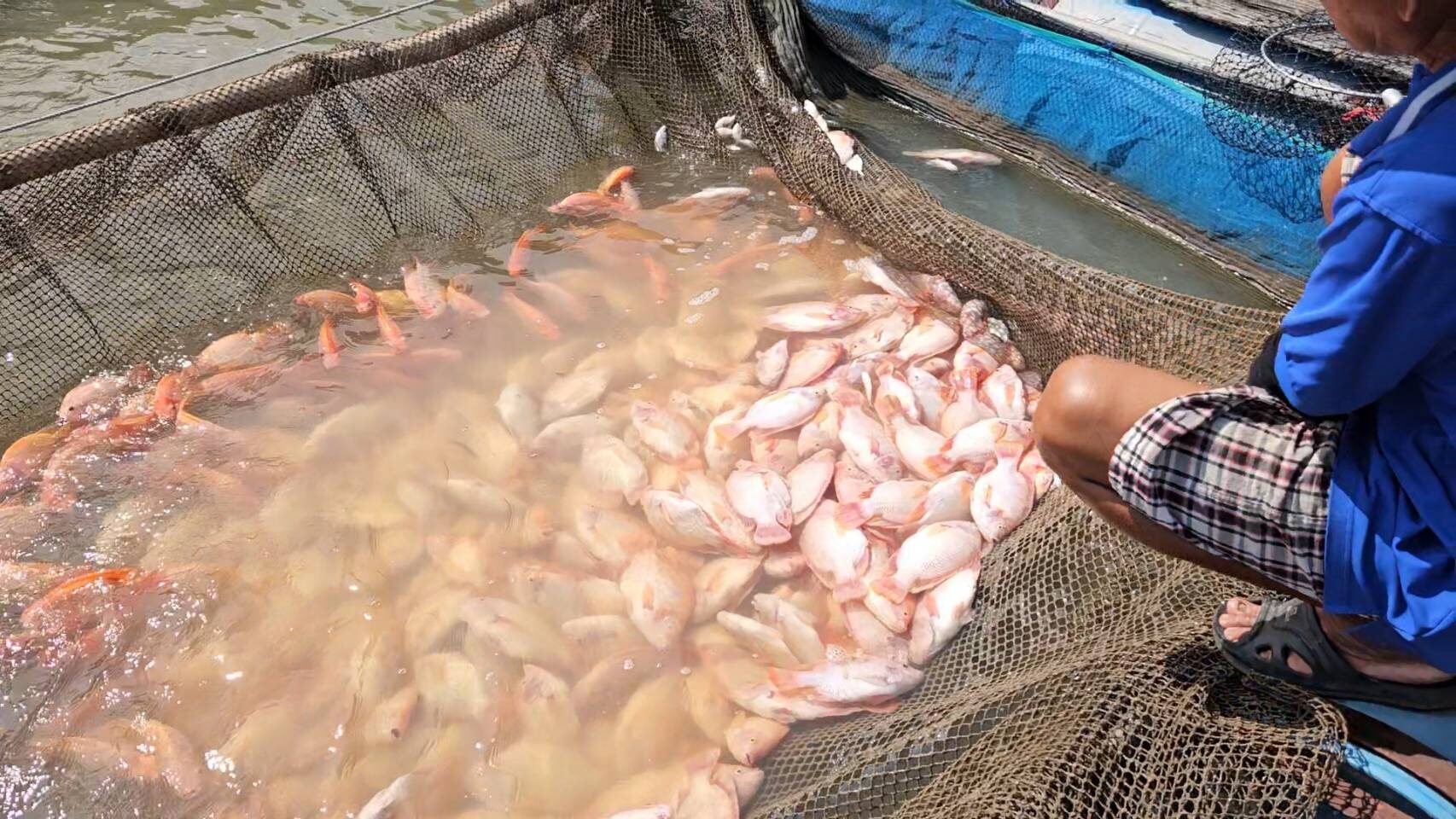 น้ำป่าสักเน่า