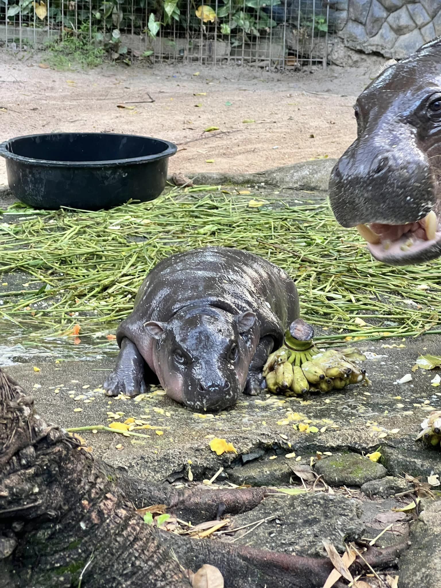 หมูเด้ง
