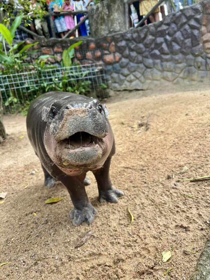 หมูเด้ง