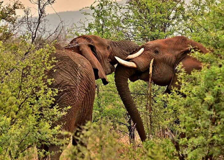 728 elephants-8253675_1280