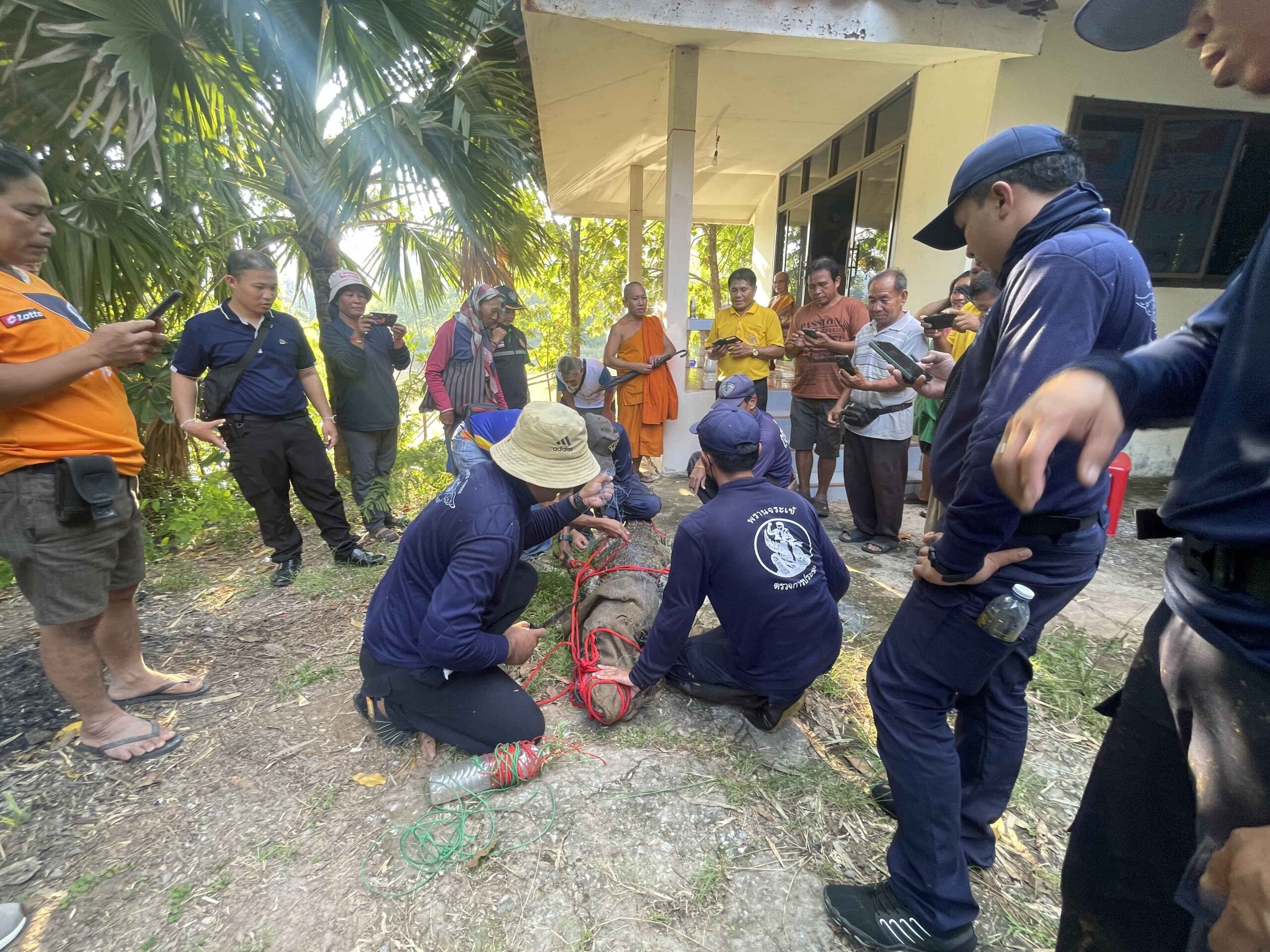 จระเข้วัด