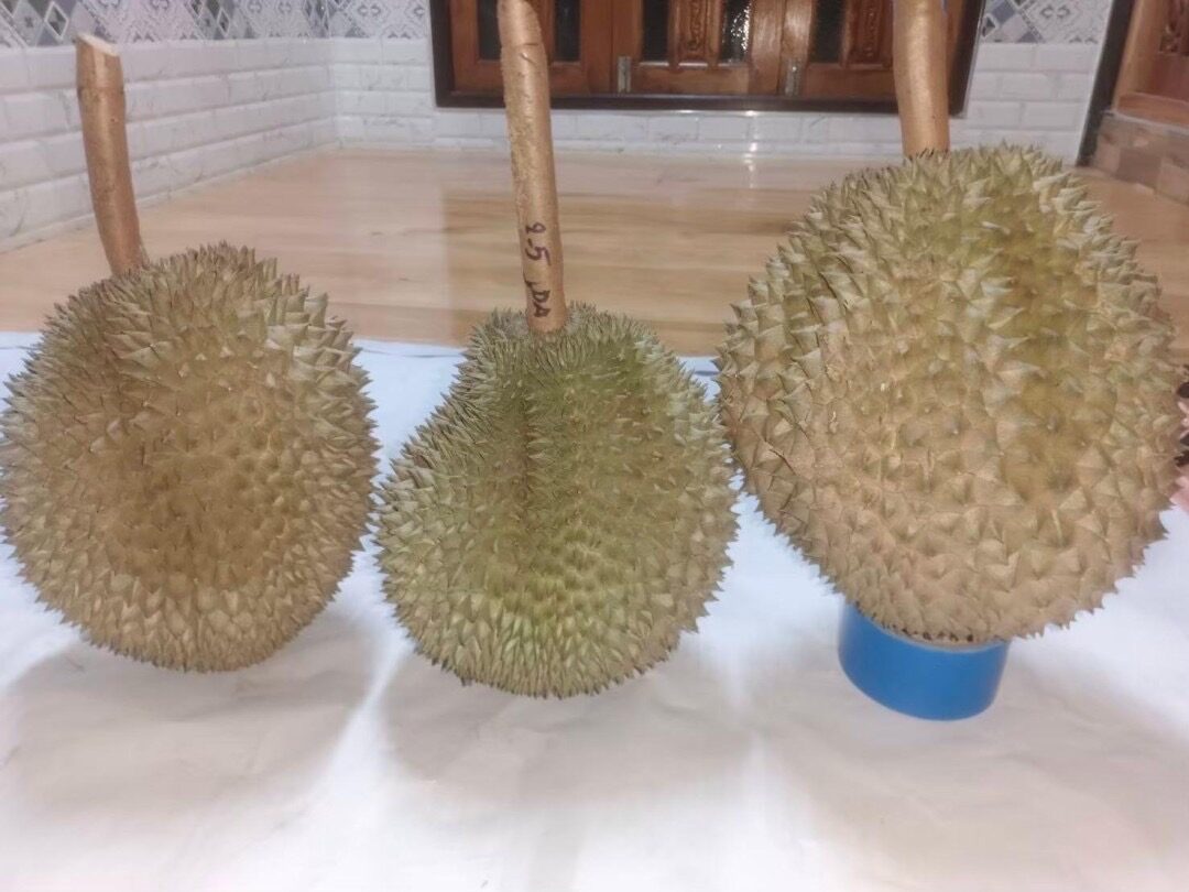 ทุเรียนบางนรา