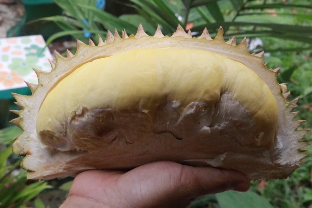 ทุเรียนบางนรา