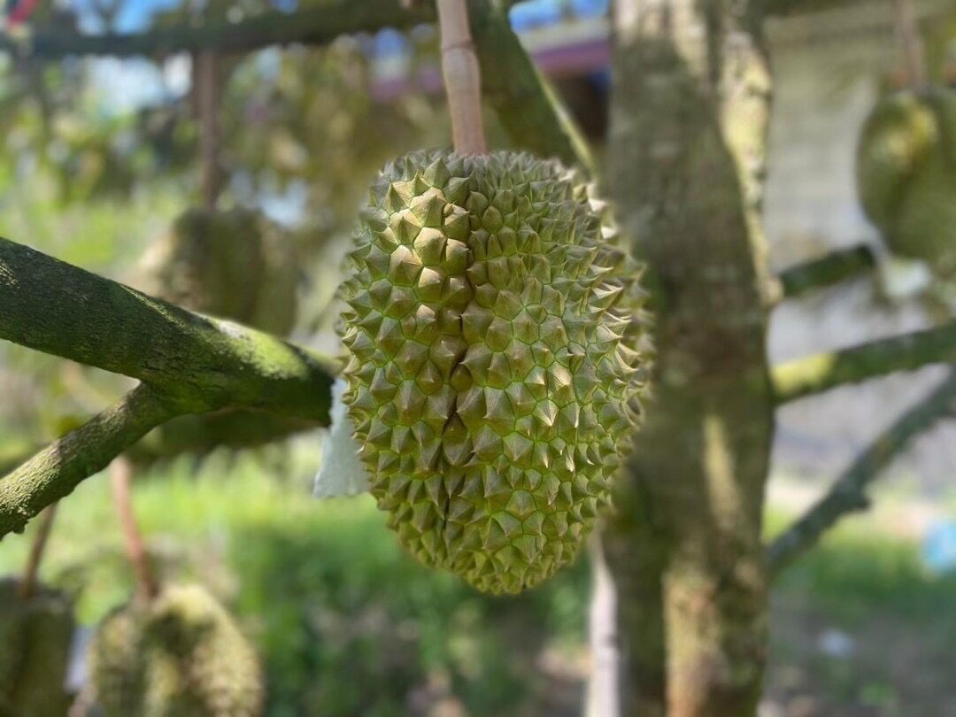 ทุเรียนบางนรา
