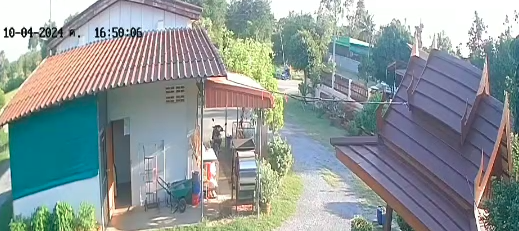 วัววิ่งตัดหน้ารถ