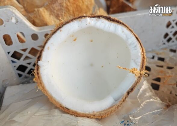 coconut