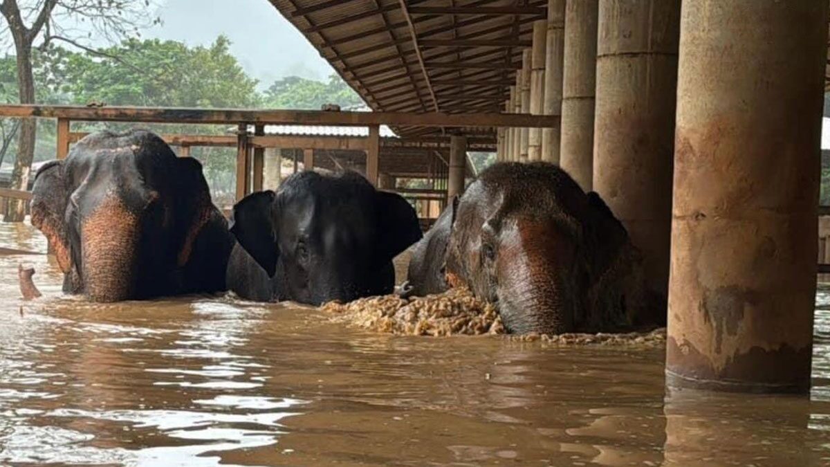 ปางช้างเชียงใหม่