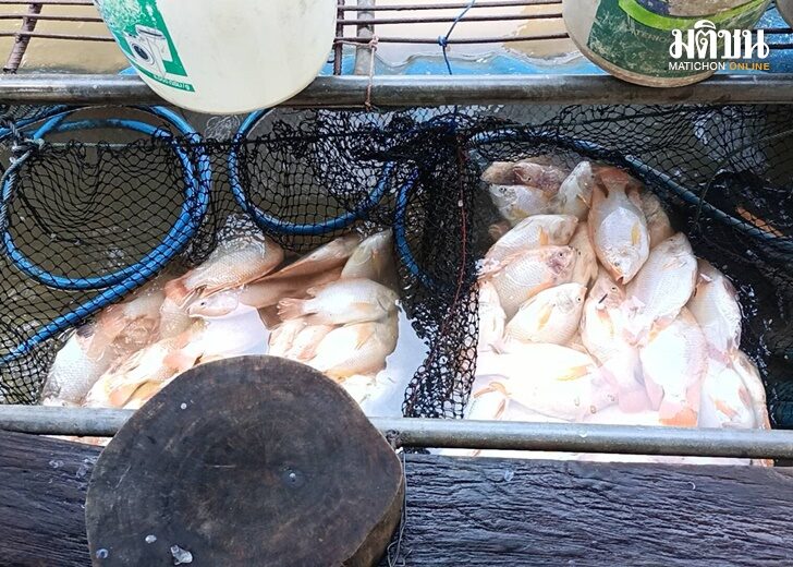 fish