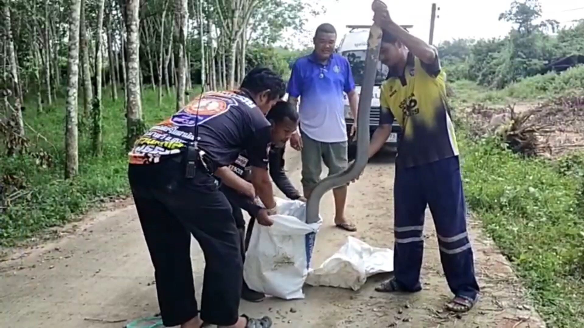จงอางยักษ์