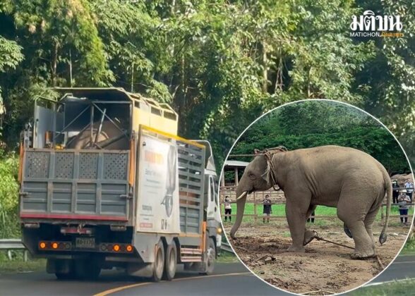 เครดิตภาพ : ร่มแดนช้าง Tusker Shelter