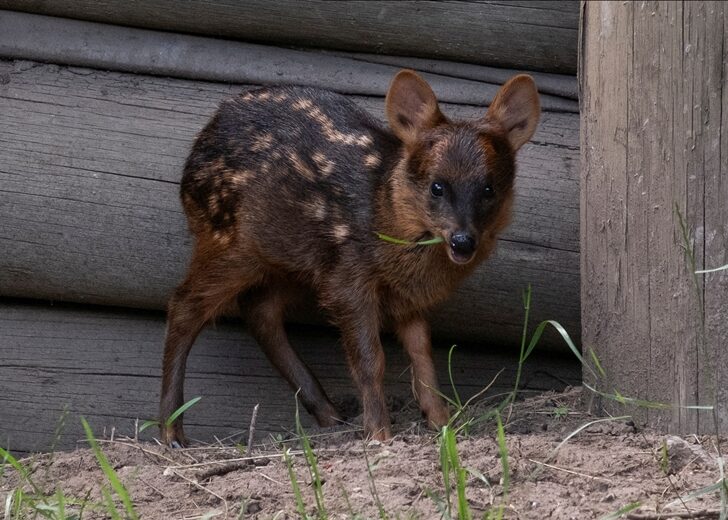 Rare pudu birth in Argentina sparks conservation hopes for tiny enigmatic deer