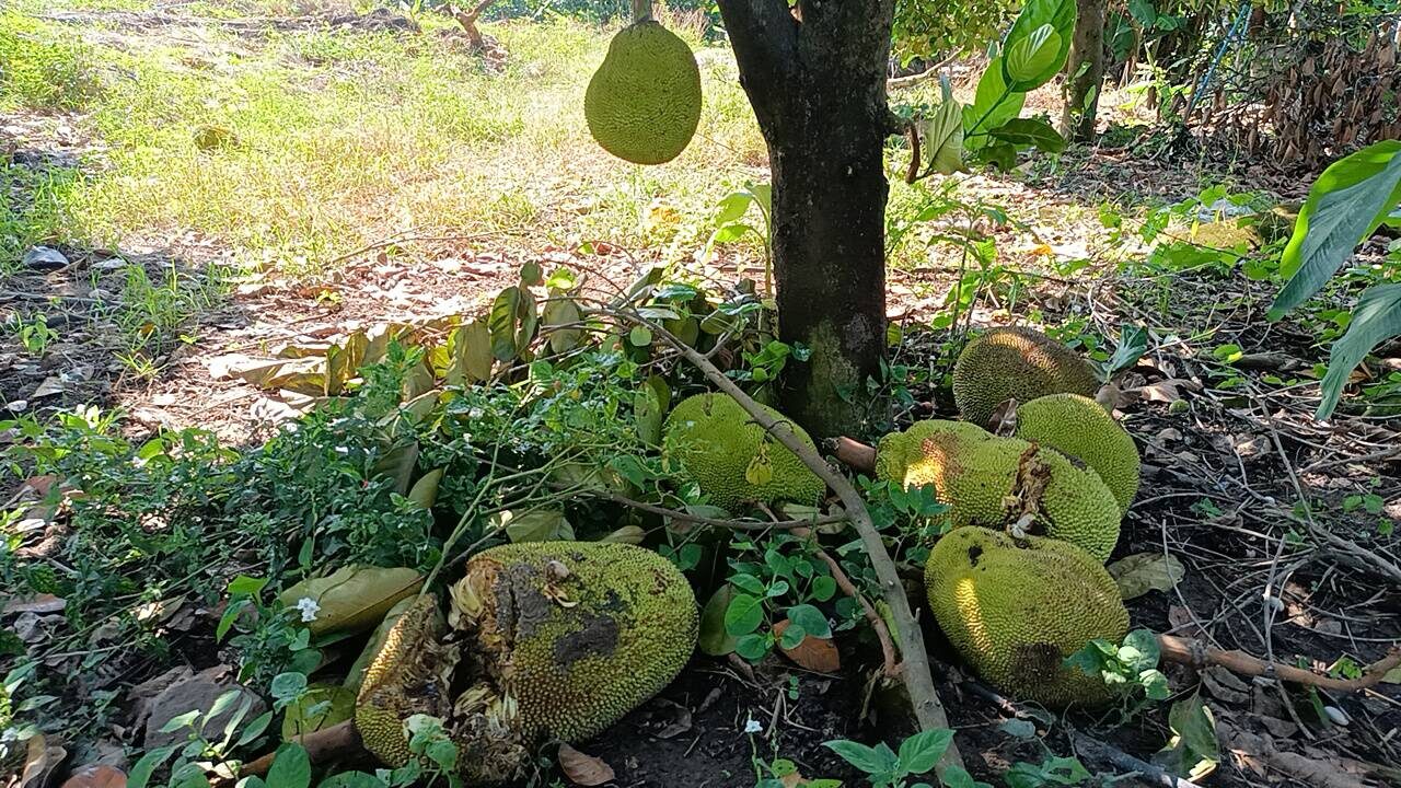 ช้างป่าทับลาน