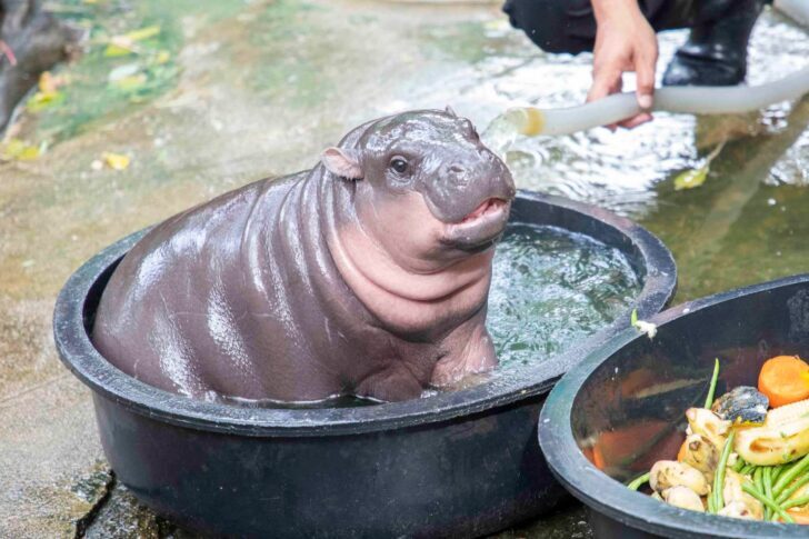 ภาพจาก : ขาหมู แอนด์เดอะแก๊ง.