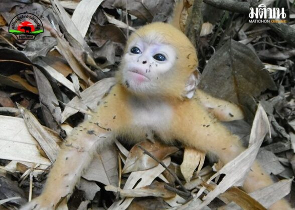 ลูกค่างแว่นถิ่นเหนือ