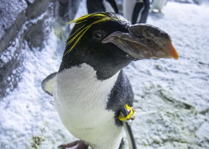 North-Americas-oldest-macaroni-penguin-turns-40