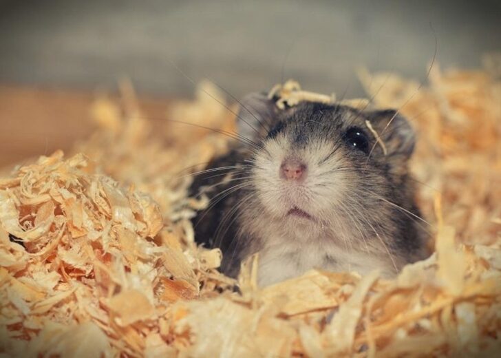 Plane-grounded-for-four-days-when-132-hamsters-escape-on-board