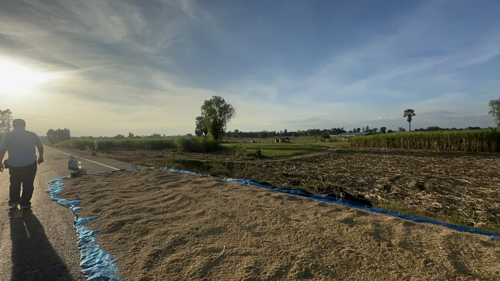 ชนกองข้าวบนถนน