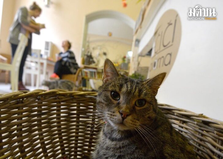 FILES-CZECH-LIFESTYLE-ANIMAL-FOOD