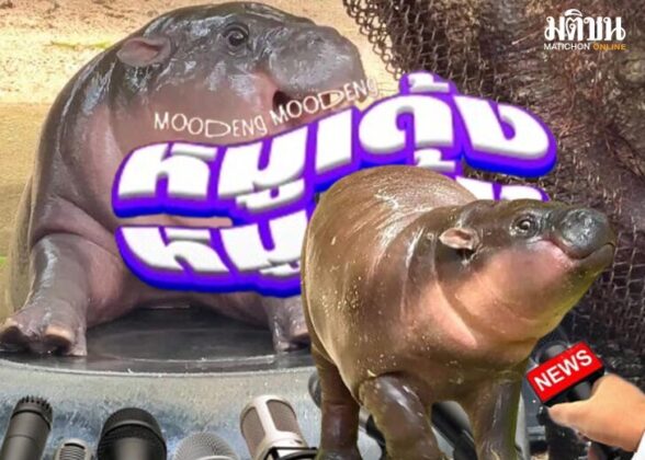 เพลง หมูเด้ง หมูเด้ง