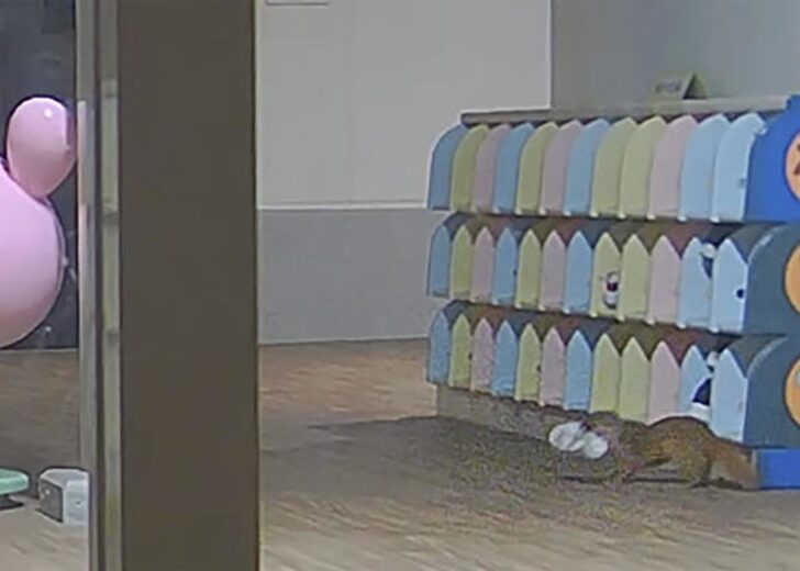 Japan Weasel Shoe Thief