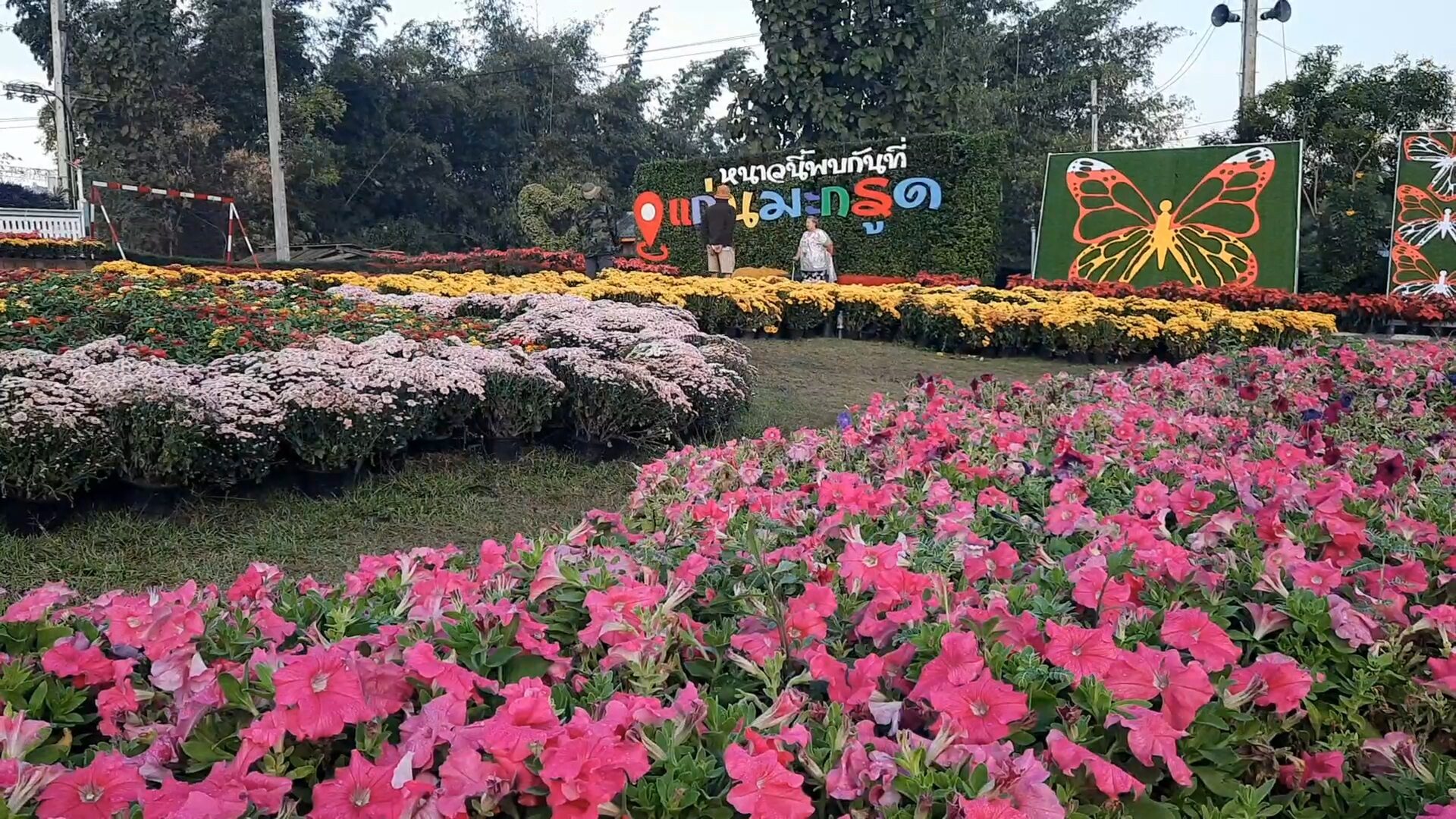 แก่นมะกรูด